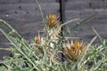 Cynara cardunculus